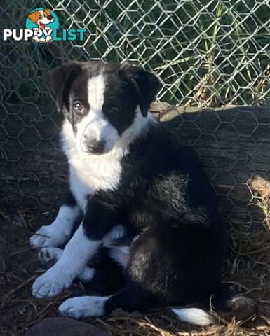 Border Collie pups