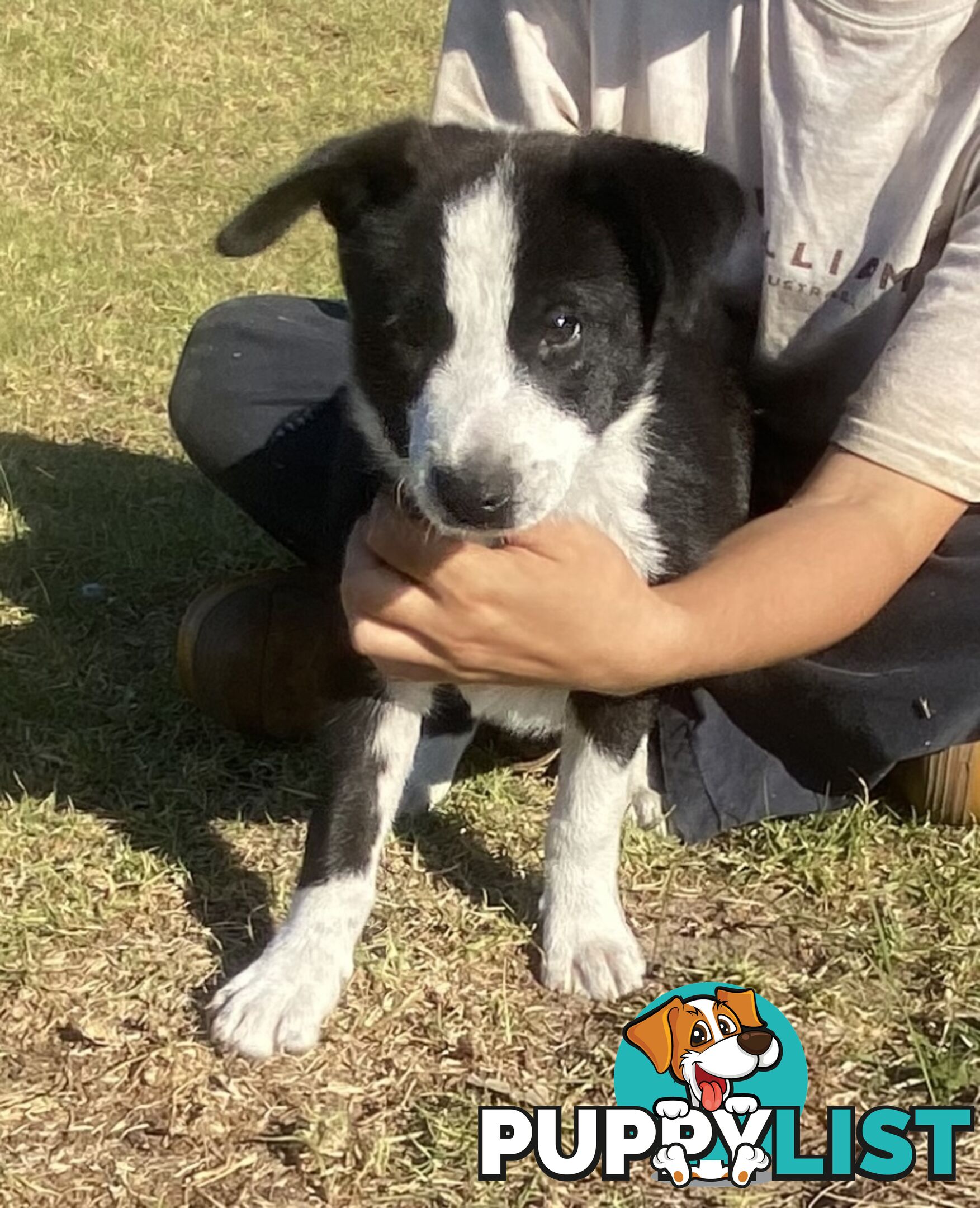 Border Collie pups