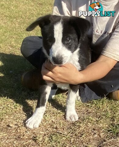 Border Collie pups