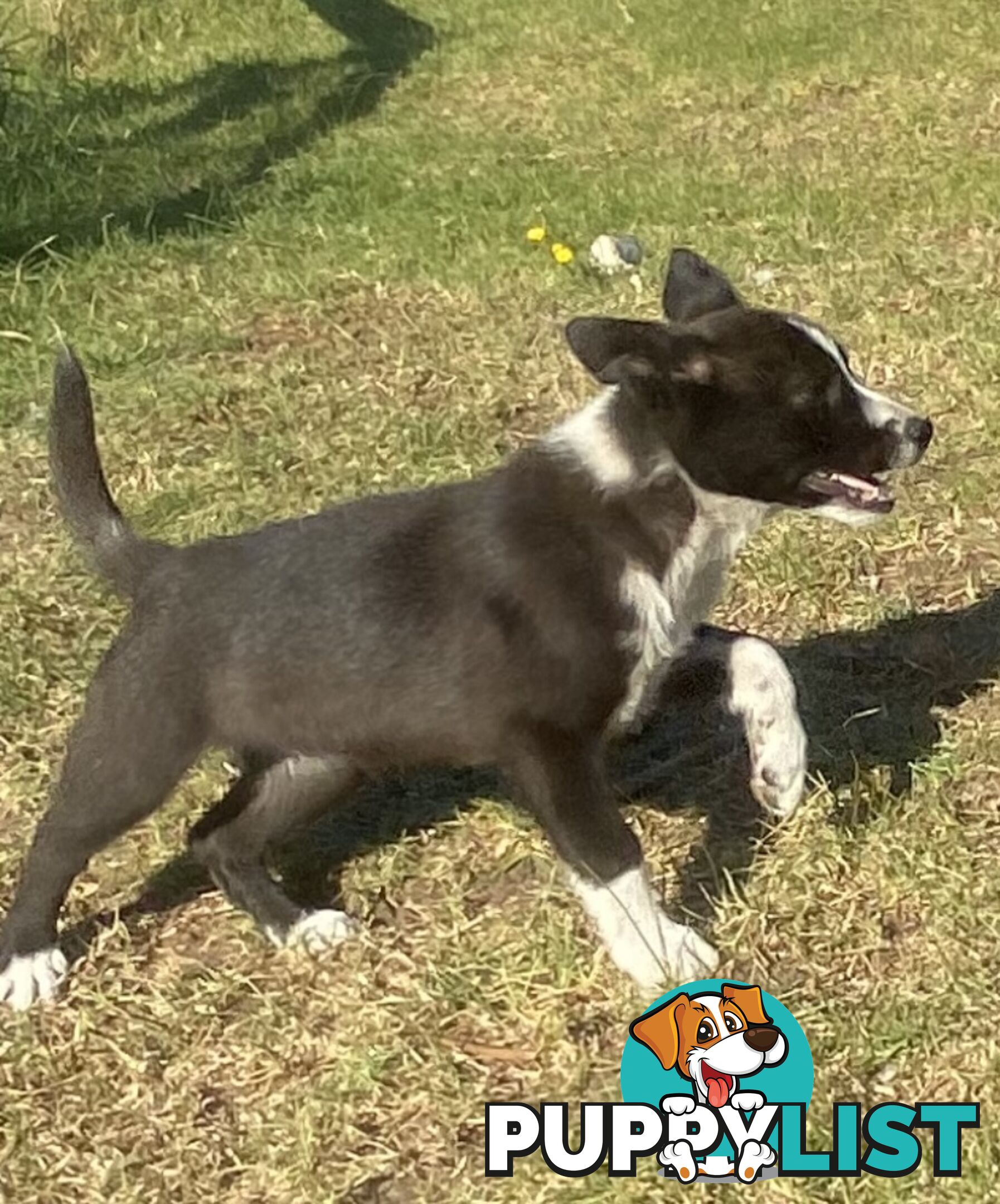 Border Collie pups