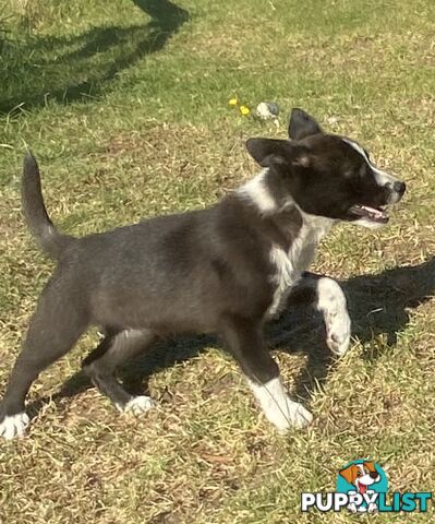Border Collie pups