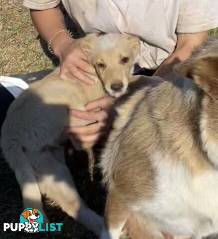 Border Collie pups