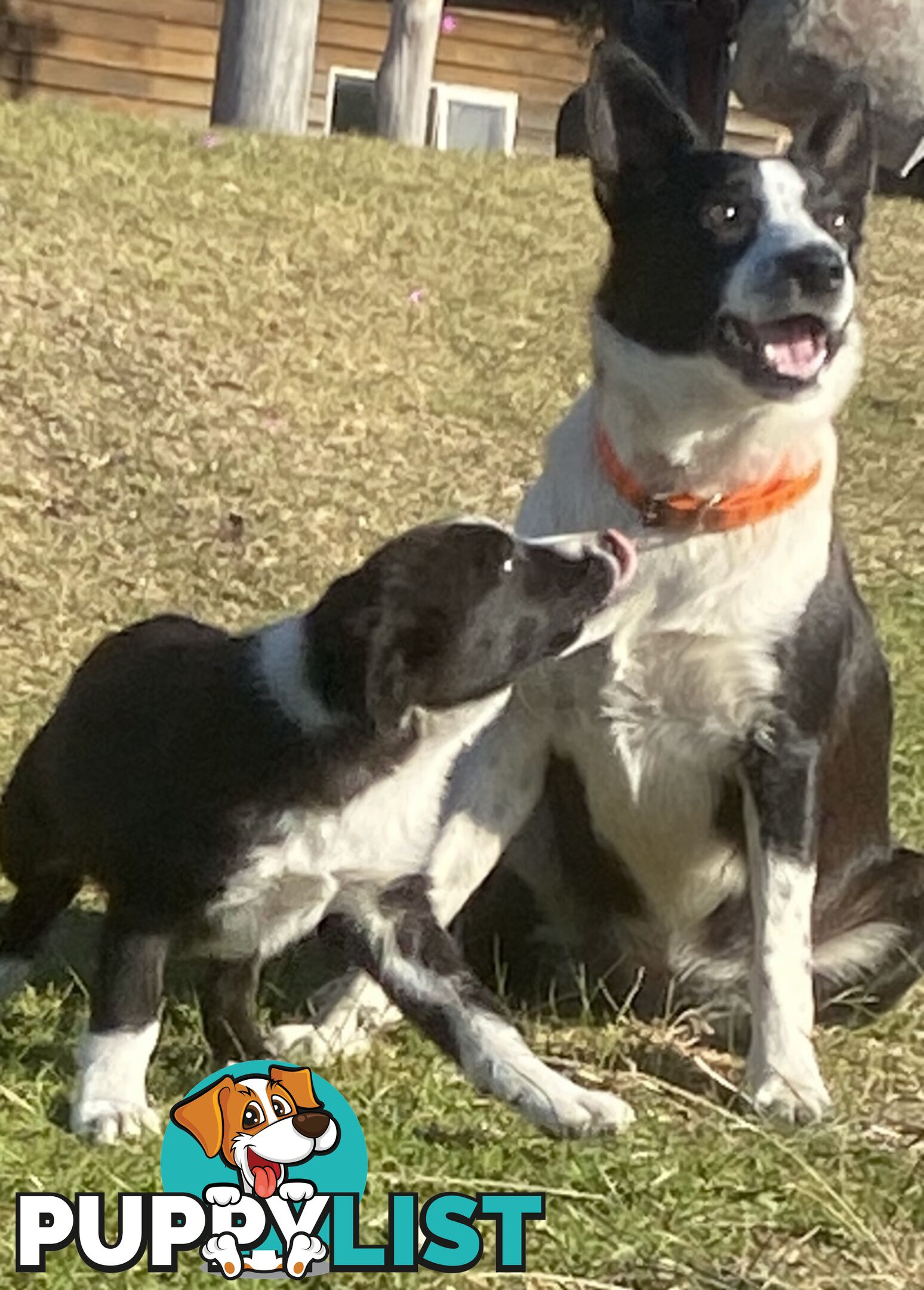 Border Collie pups