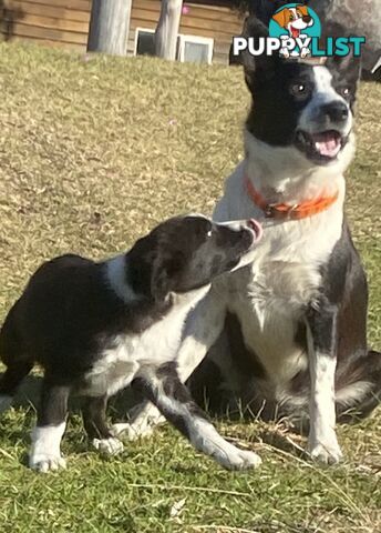 Border Collie pups