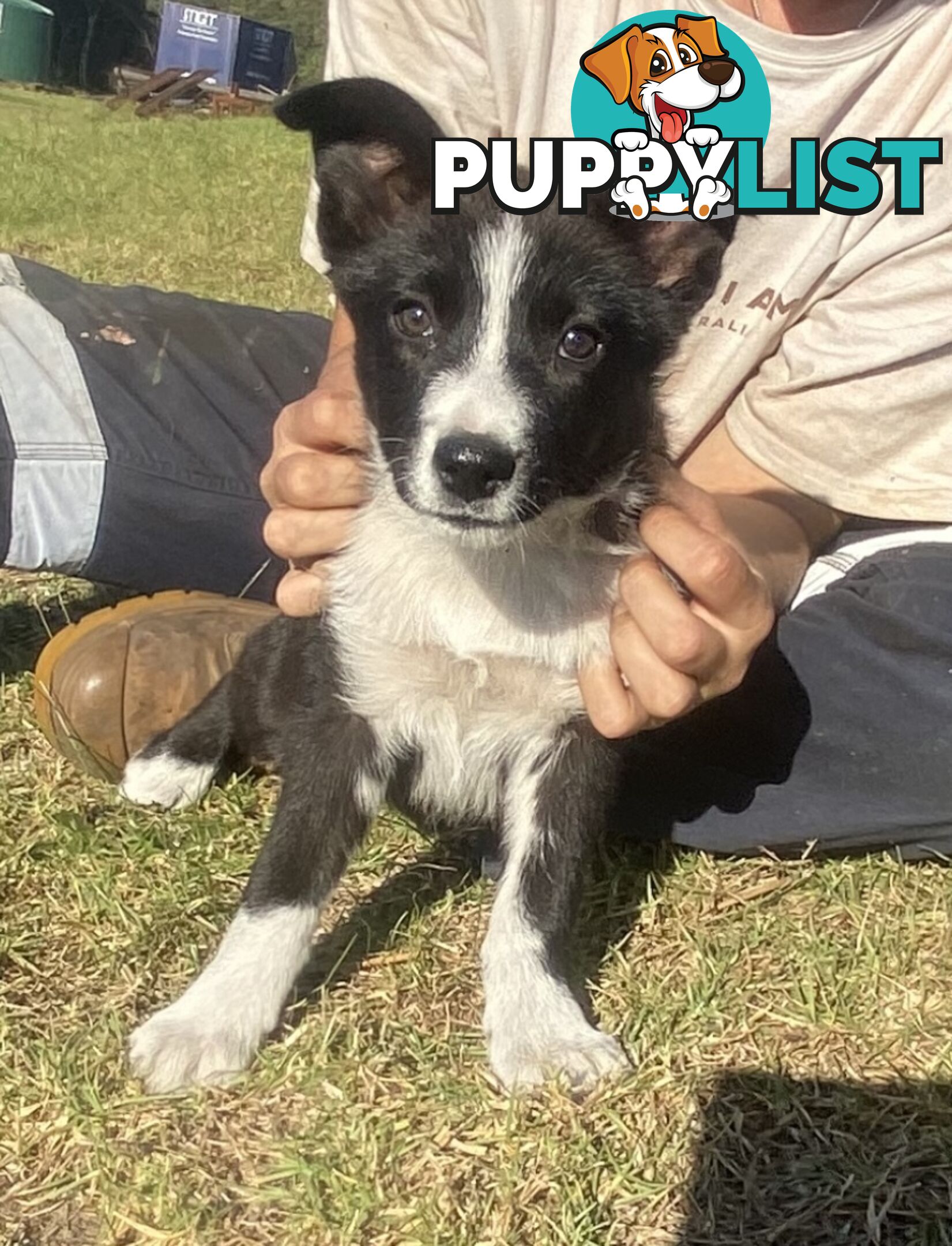 Border Collie pups