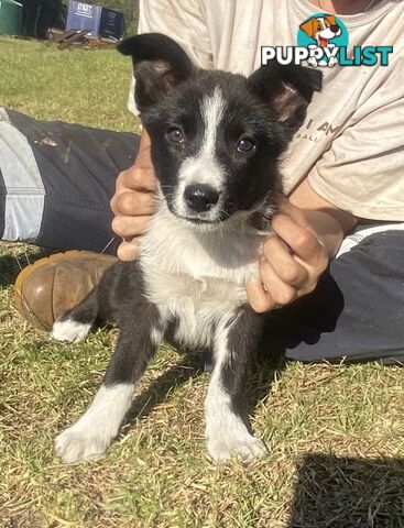 Border Collie pups