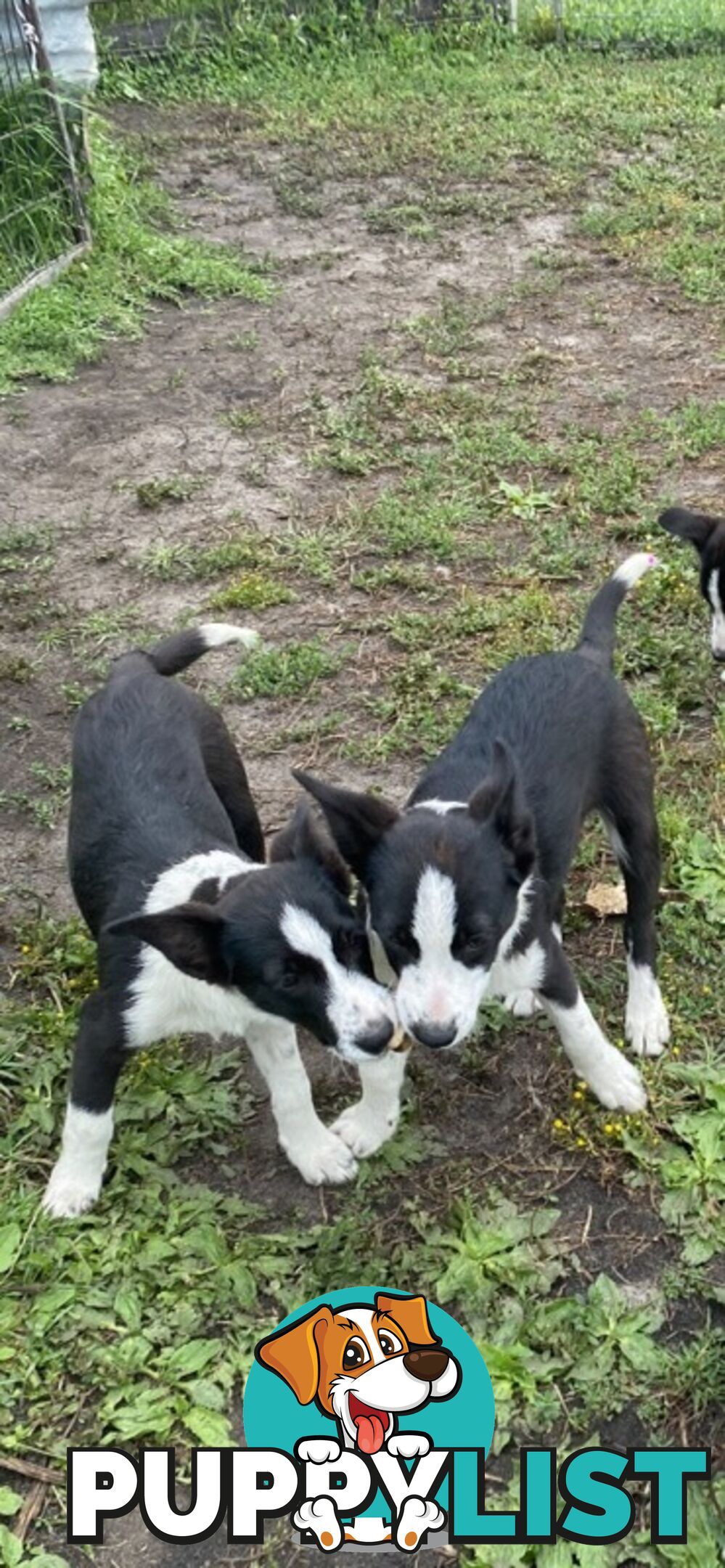 Border Collie pups