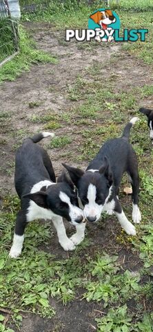 Border Collie pups