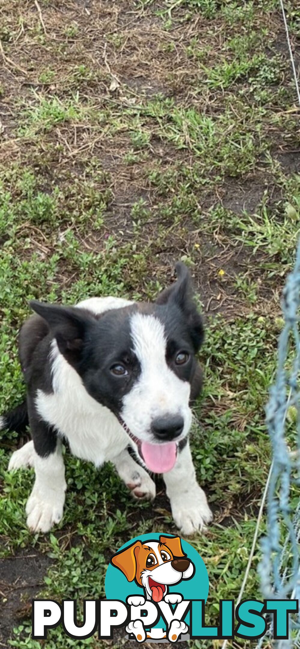 Border Collie pups