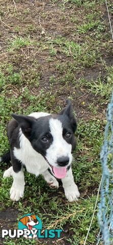 Border Collie pups