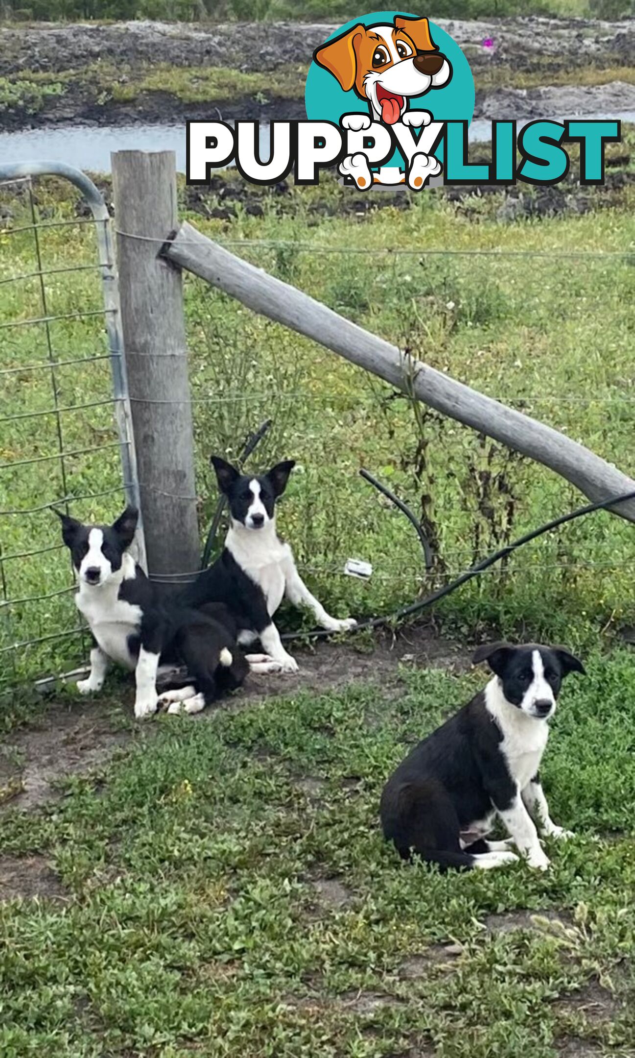 Border Collie pups