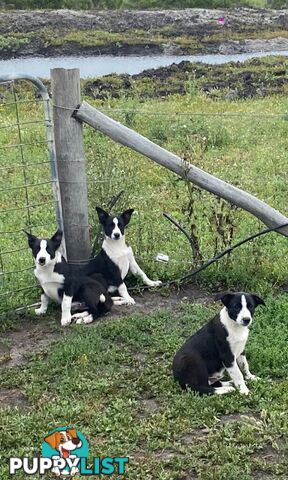 Border Collie pups