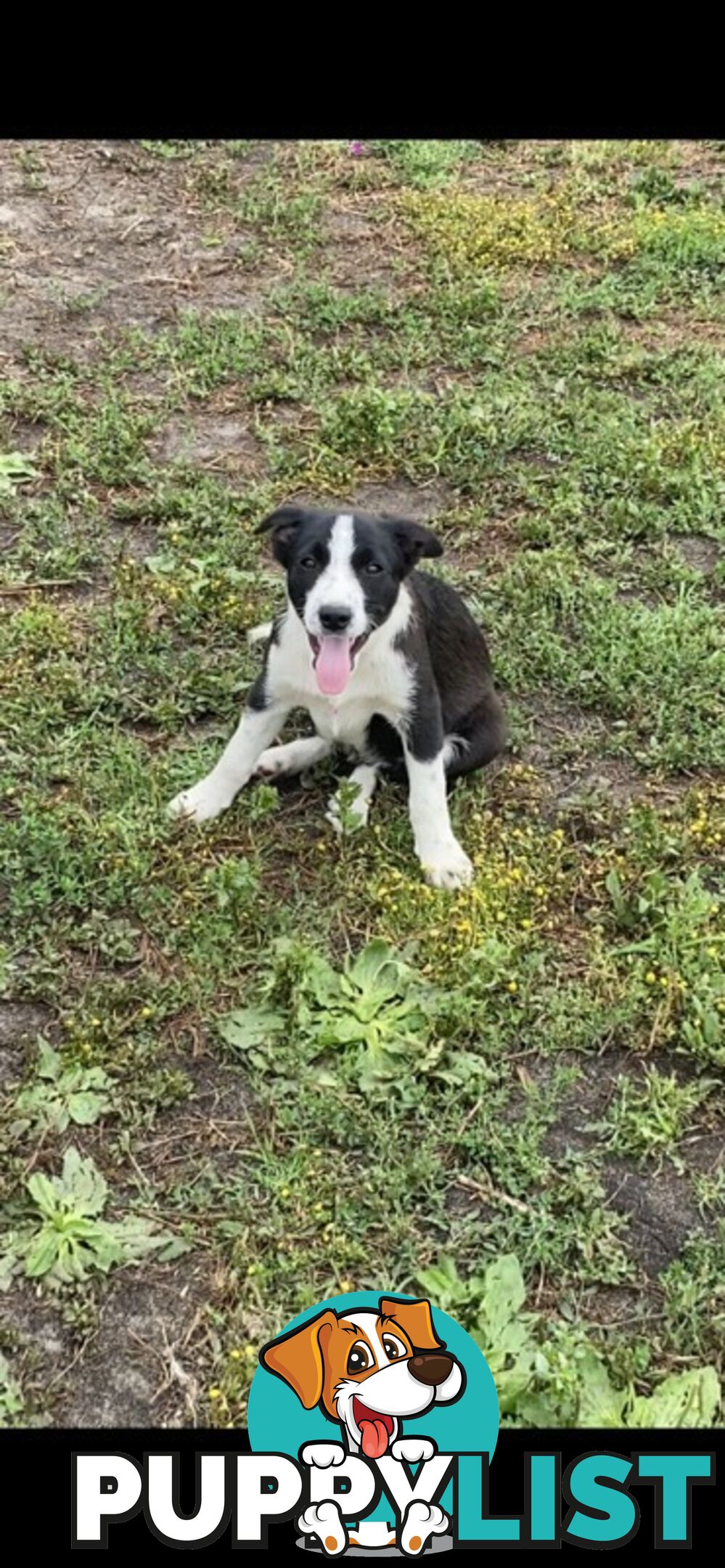 Border Collie pups