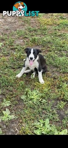 Border Collie pups