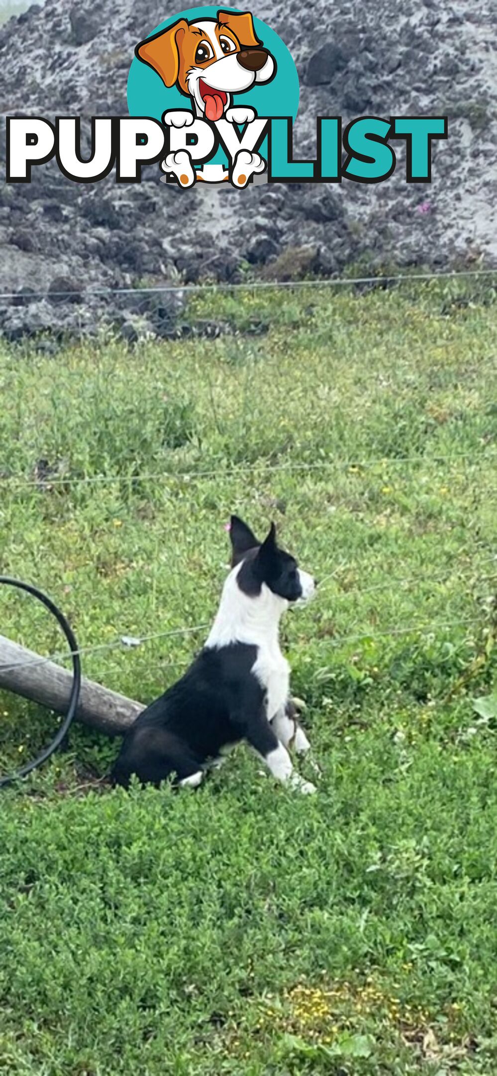 Border Collie pups