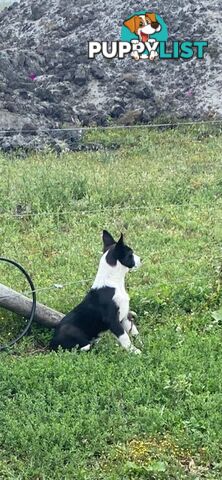 Border Collie pups