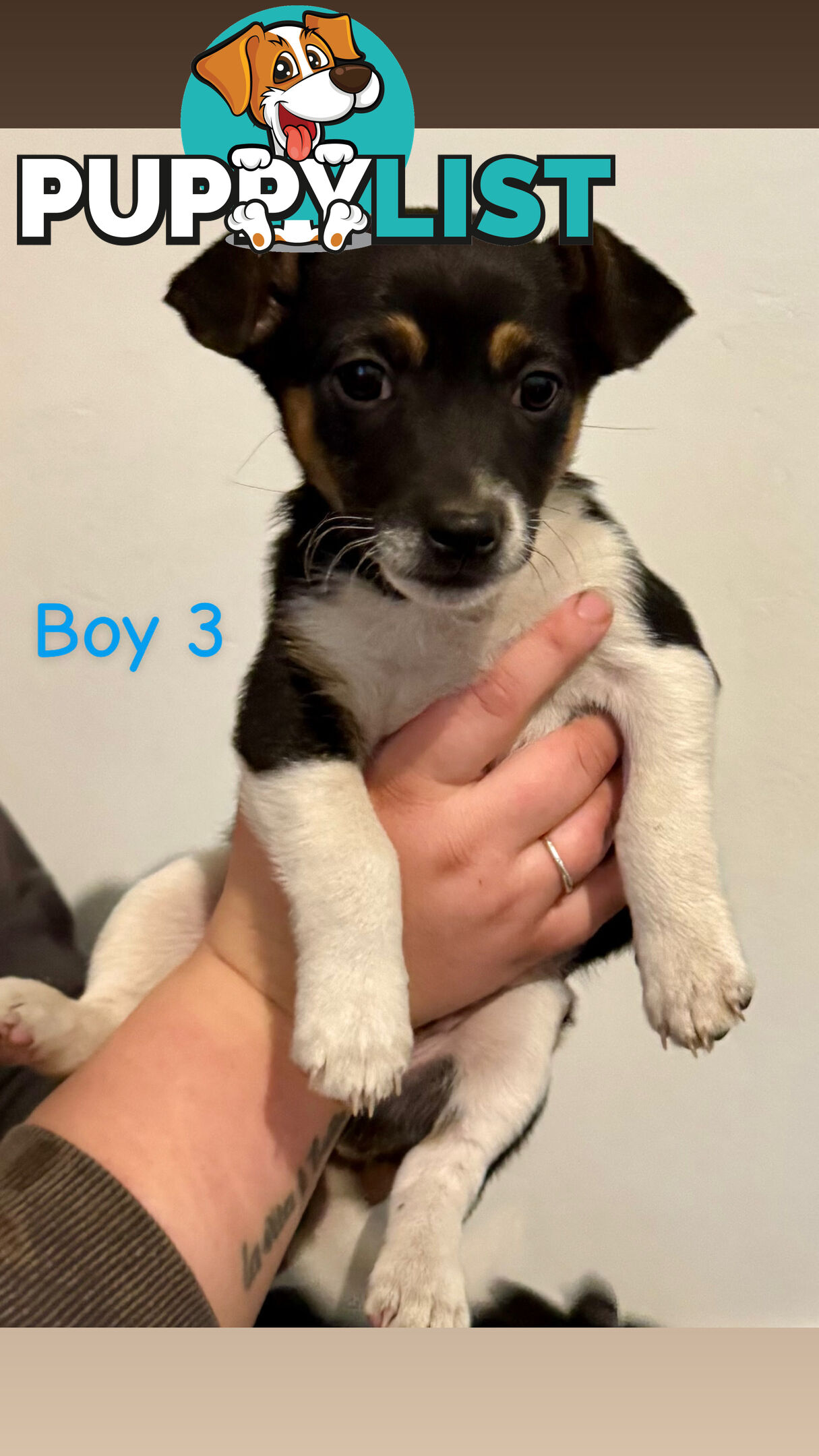 Mini Foxy puppies