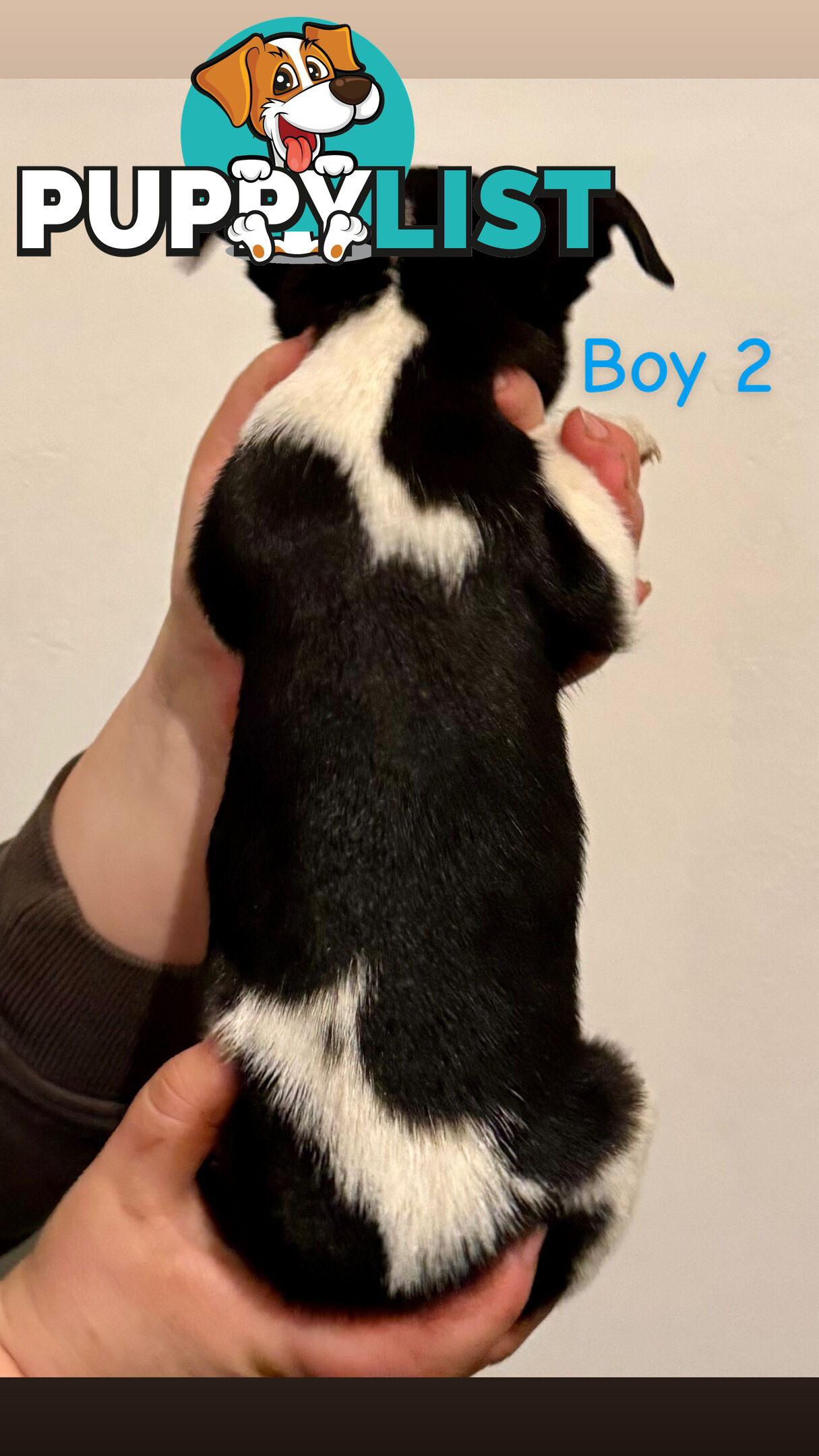 Mini Foxy puppies
