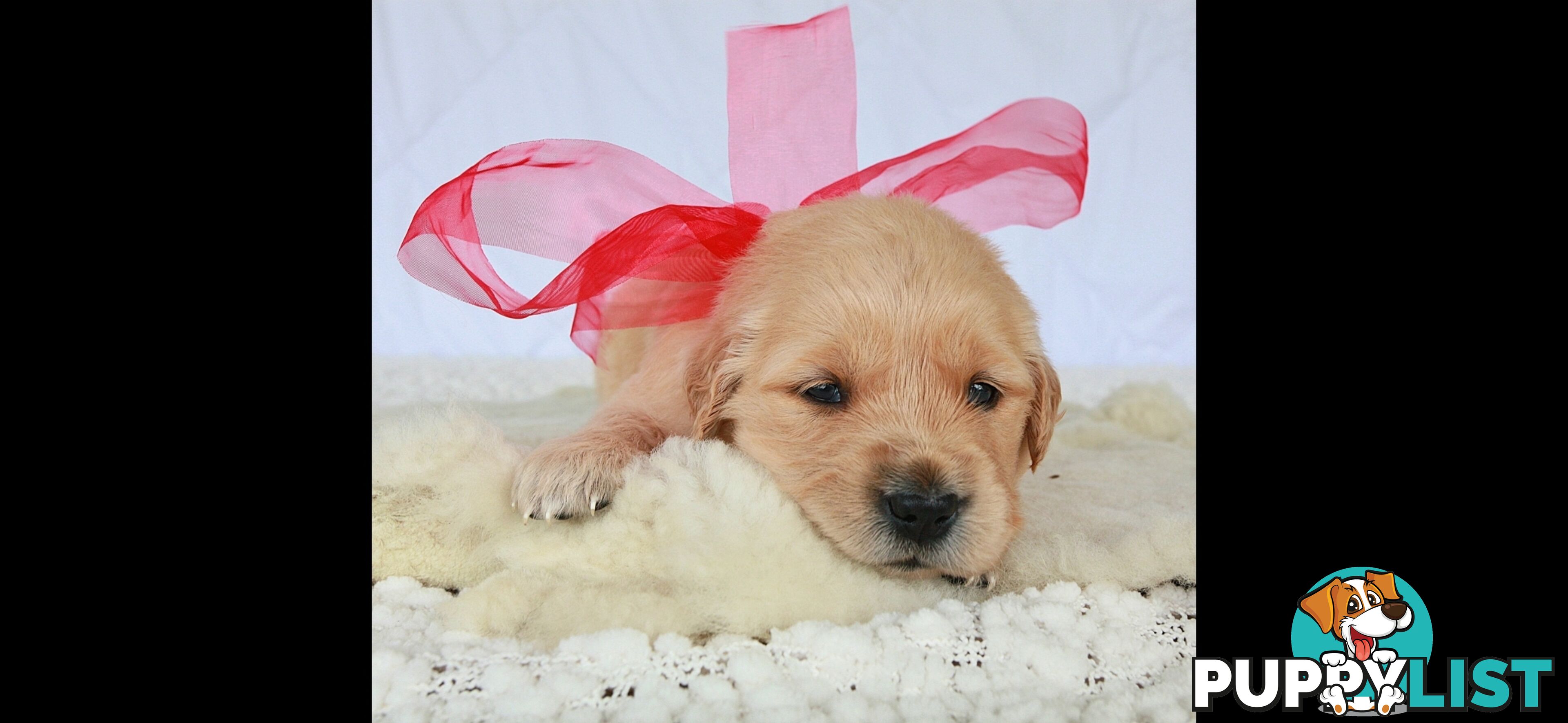 Purebred golden retriever puppies