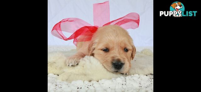 Purebred golden retriever puppies