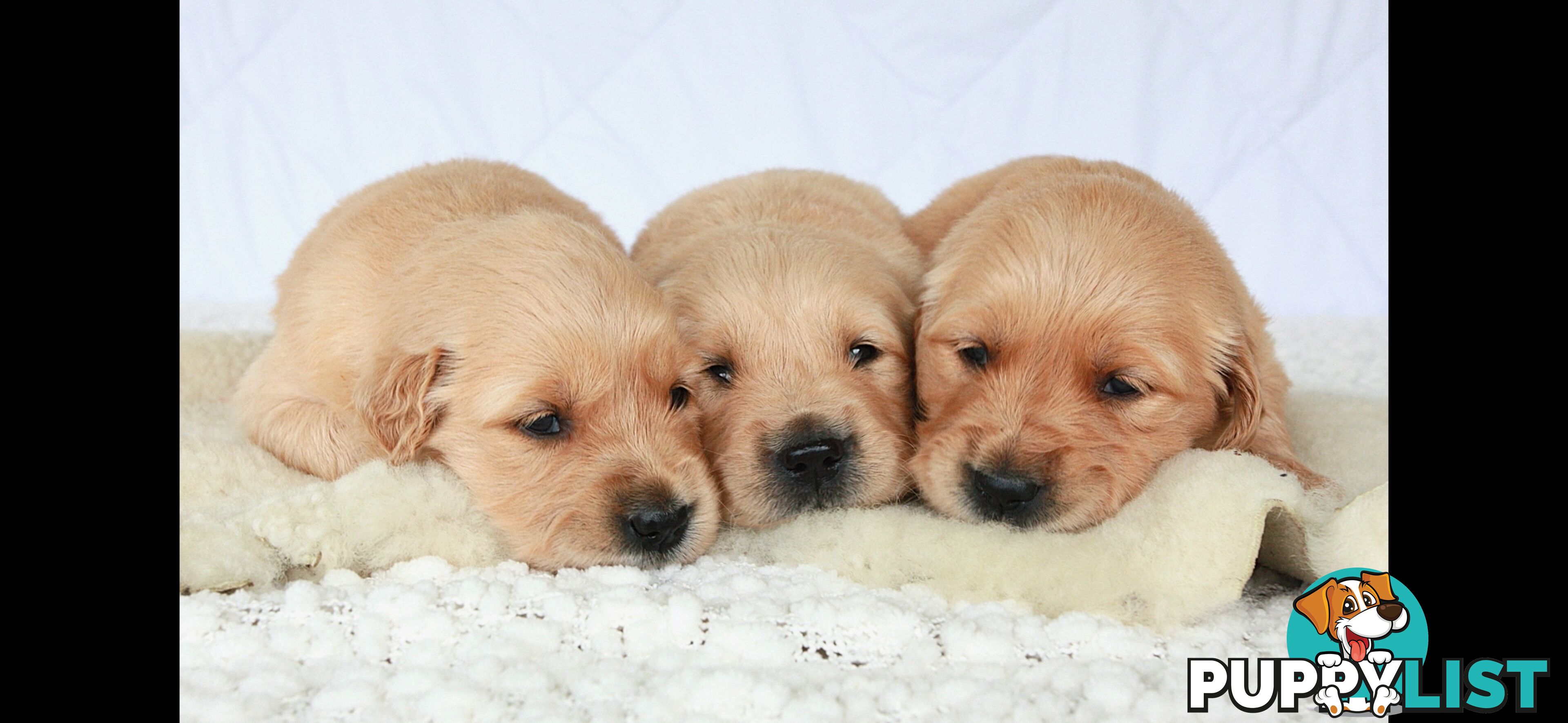 Purebred golden retriever puppies