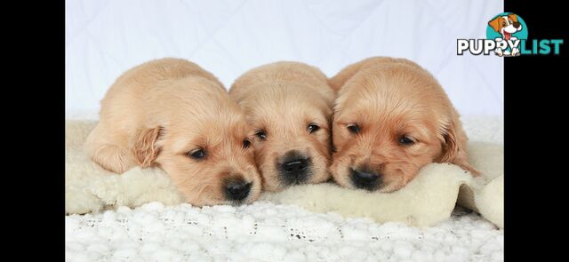 Purebred golden retriever puppies