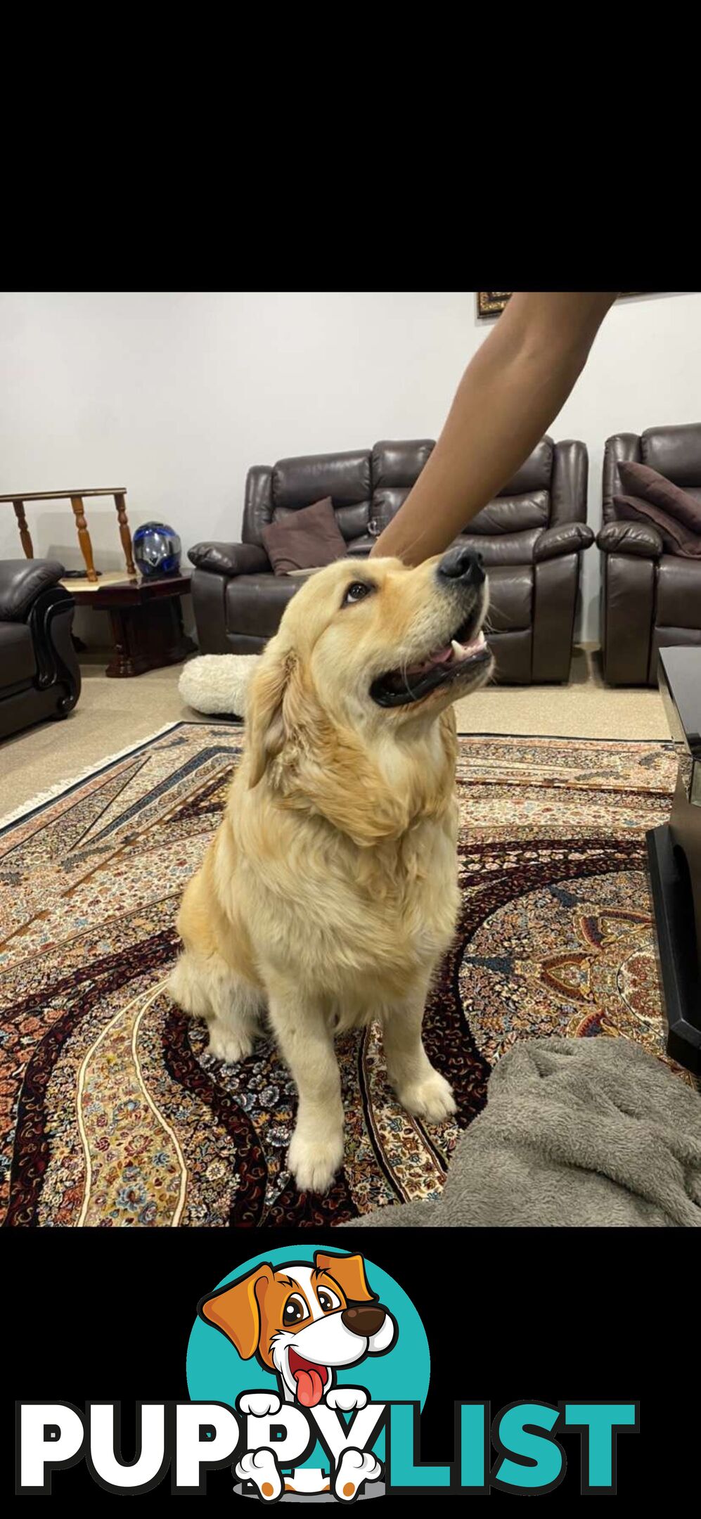 Purebred golden retriever puppies