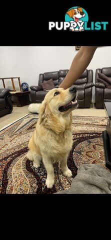 Purebred golden retriever puppies