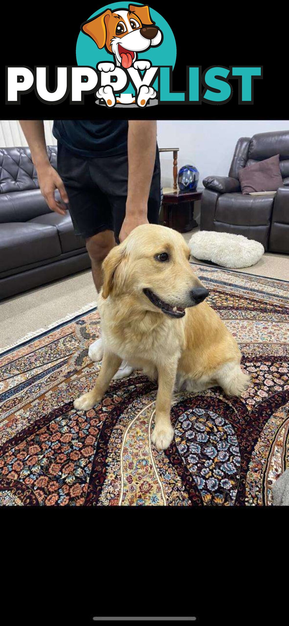 Purebred golden retriever puppies