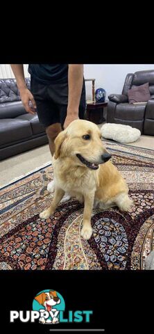 Purebred golden retriever puppies