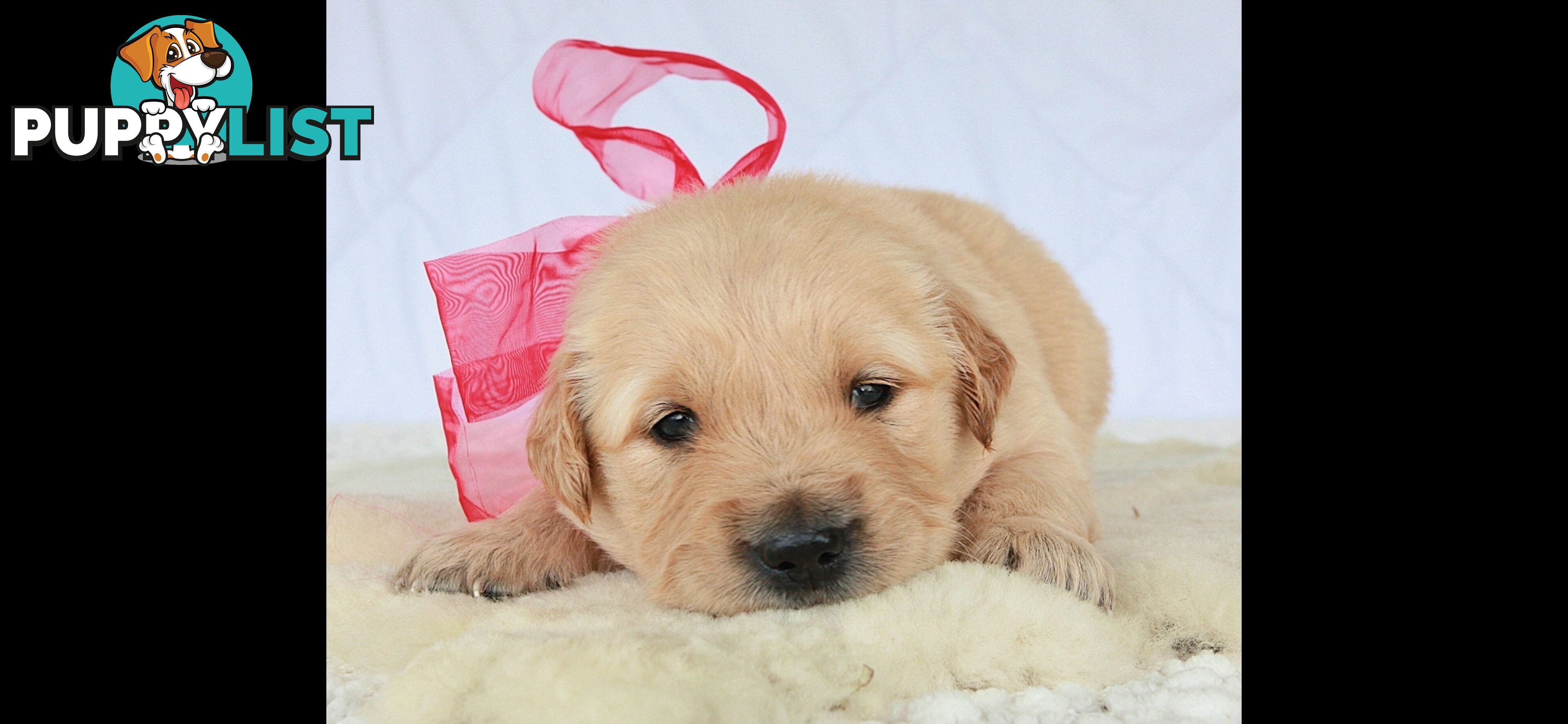 Purebred golden retriever puppies