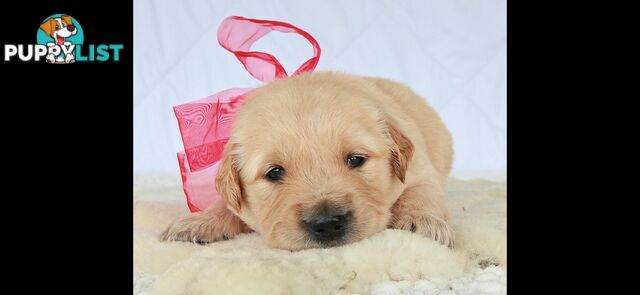 Purebred golden retriever puppies