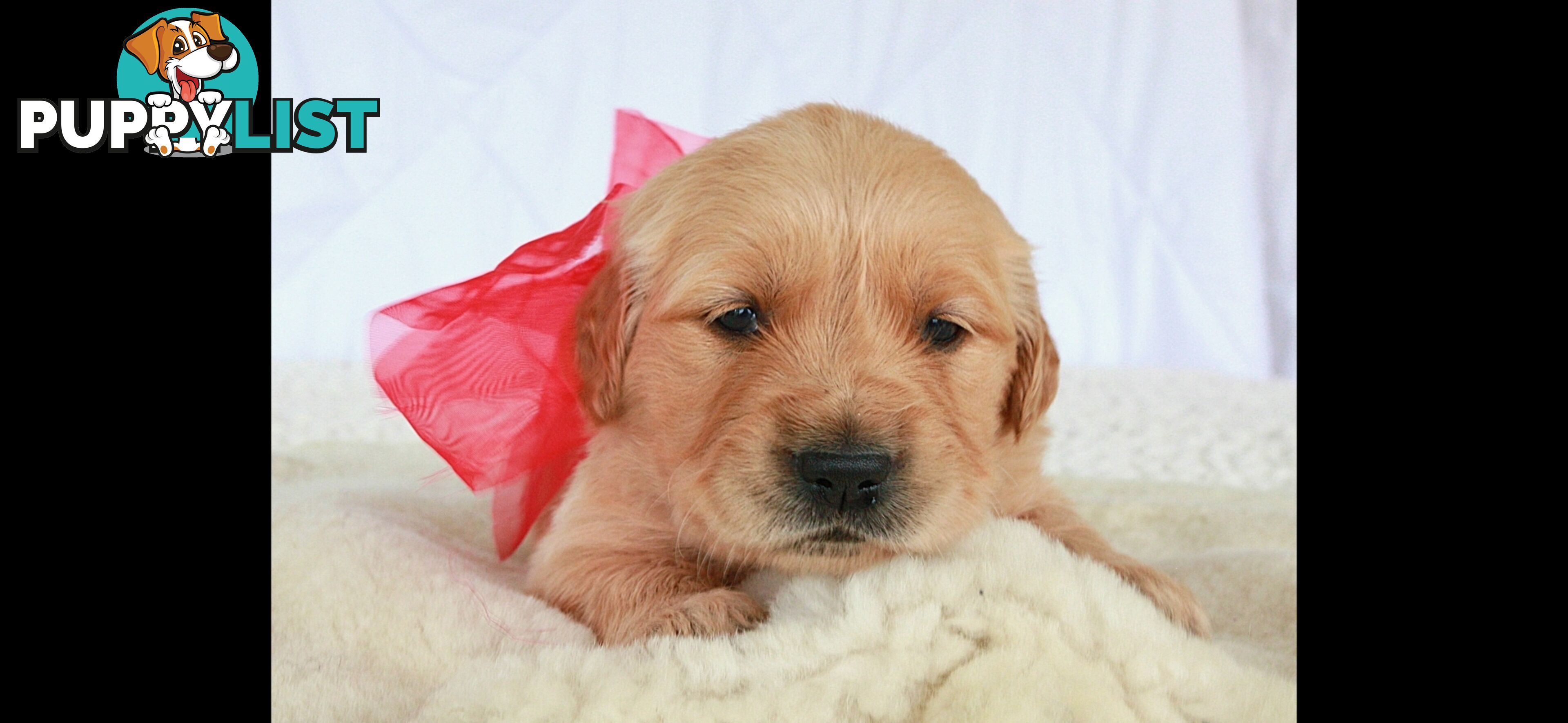 Purebred golden retriever puppies