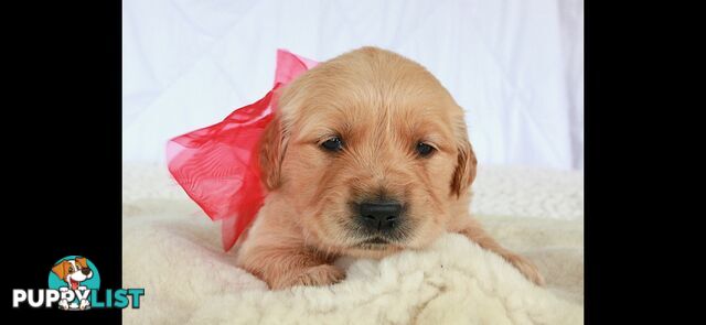 Purebred golden retriever puppies