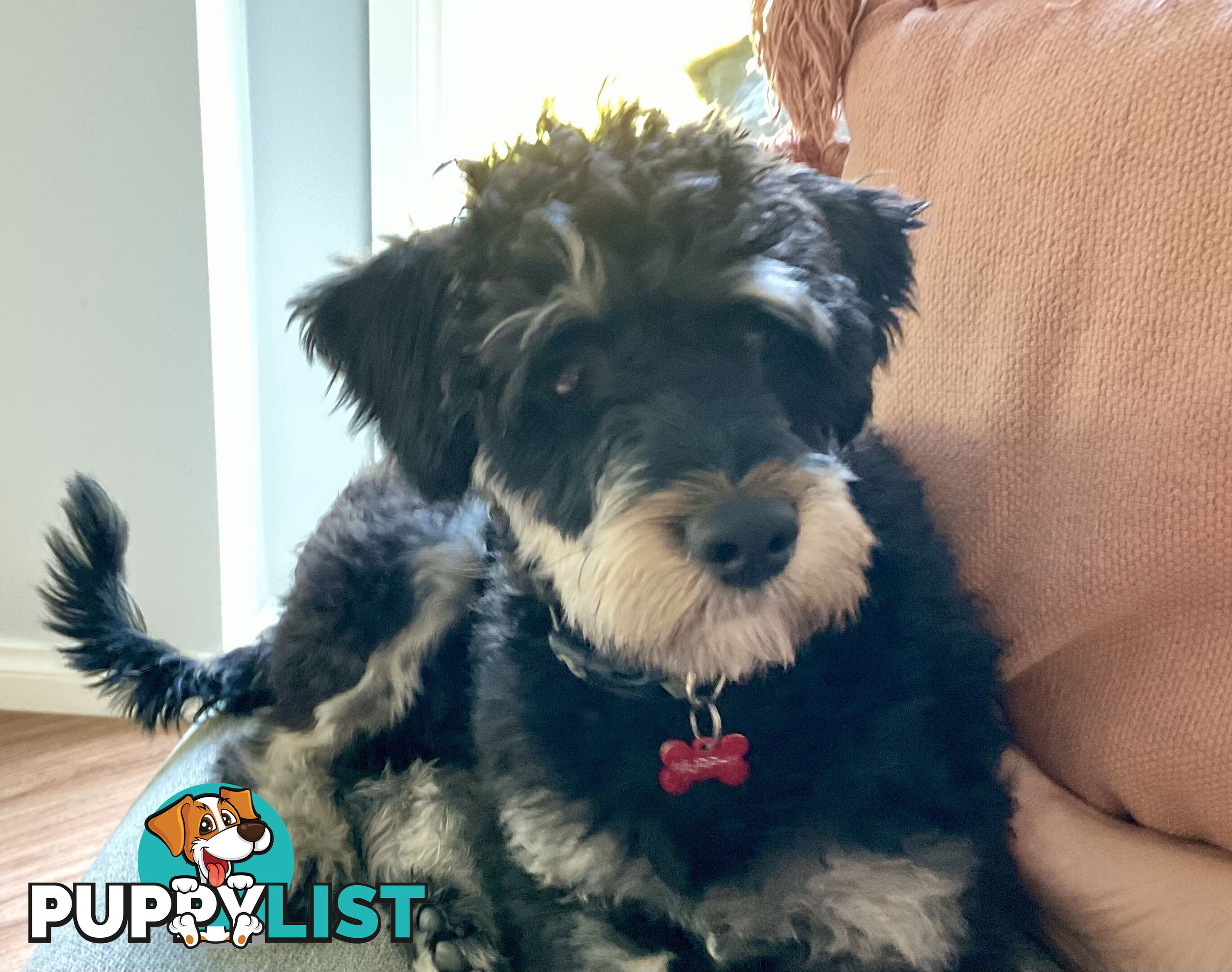 Meet Your New Best Friend: Sweet, Spirited Schnoodle Needs a Loving Home!