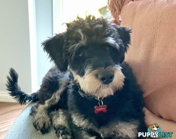Meet Your New Best Friend: Sweet, Spirited Schnoodle Needs a Loving Home!