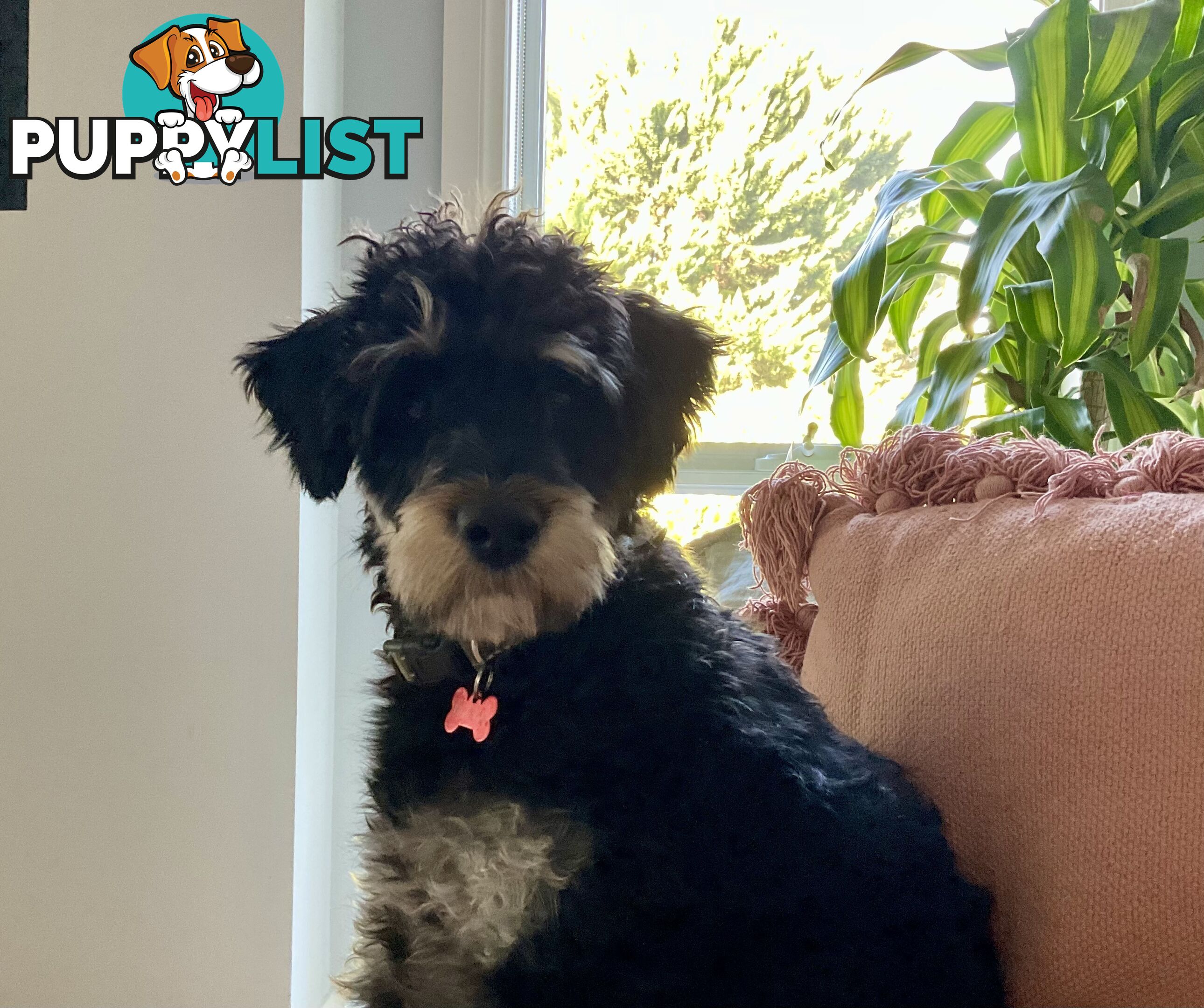 Meet Your New Best Friend: Sweet, Spirited Schnoodle Needs a Loving Home!