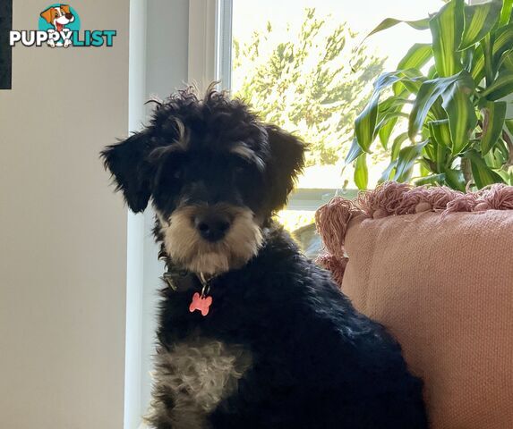 Meet Your New Best Friend: Sweet, Spirited Schnoodle Needs a Loving Home!