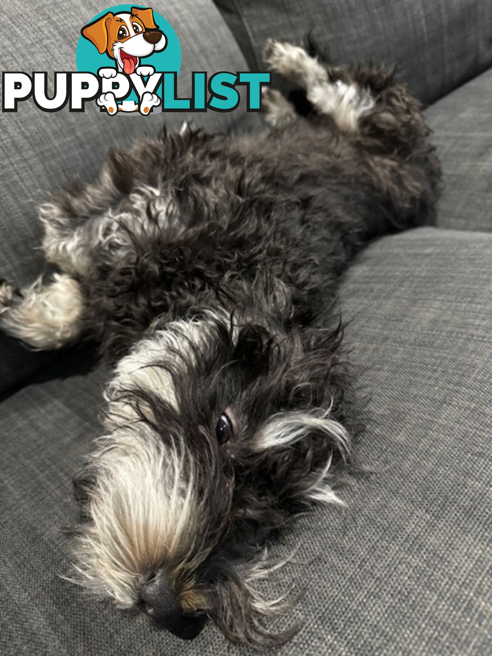 Meet Your New Best Friend: Sweet, Spirited Schnoodle Needs a Loving Home!