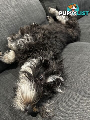 Meet Your New Best Friend: Sweet, Spirited Schnoodle Needs a Loving Home!