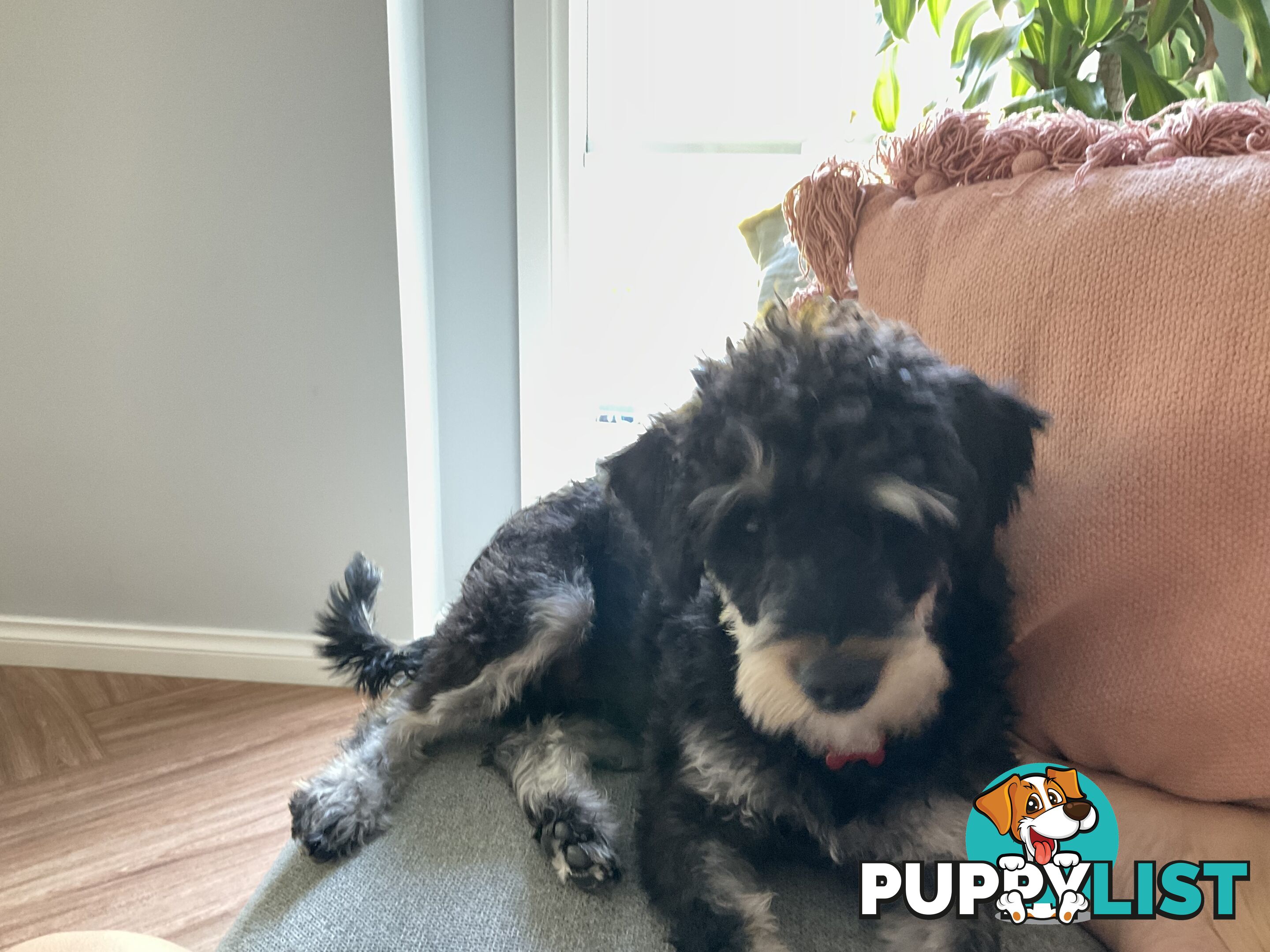 Meet Your New Best Friend: Sweet, Spirited Schnoodle Needs a Loving Home!