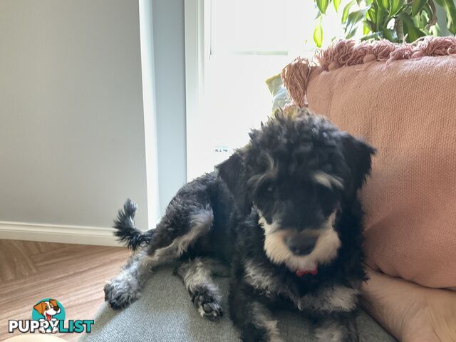 Meet Your New Best Friend: Sweet, Spirited Schnoodle Needs a Loving Home!