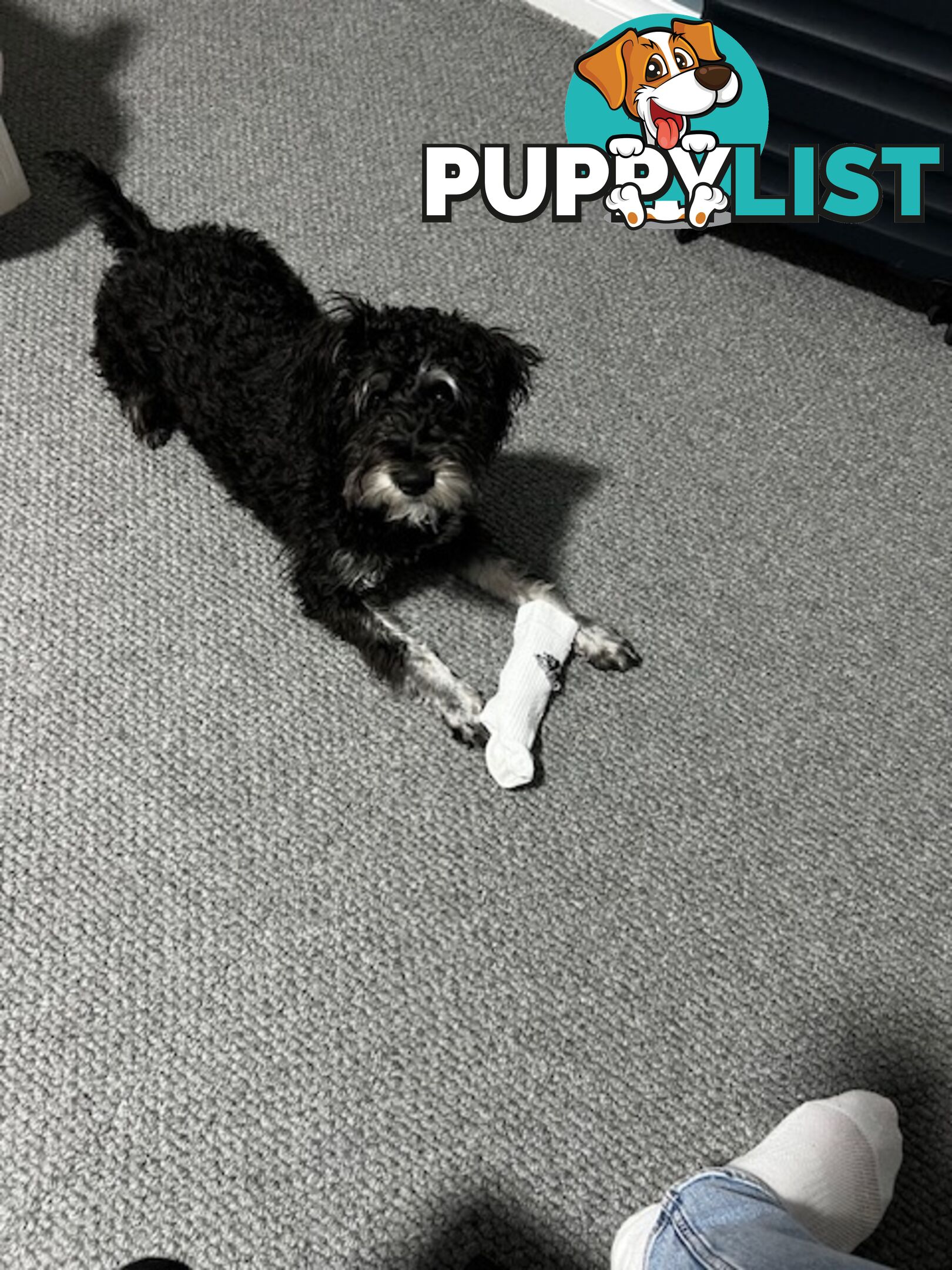 Meet Your New Best Friend: Sweet, Spirited Schnoodle Needs a Loving Home!