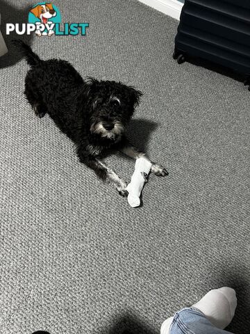 Meet Your New Best Friend: Sweet, Spirited Schnoodle Needs a Loving Home!