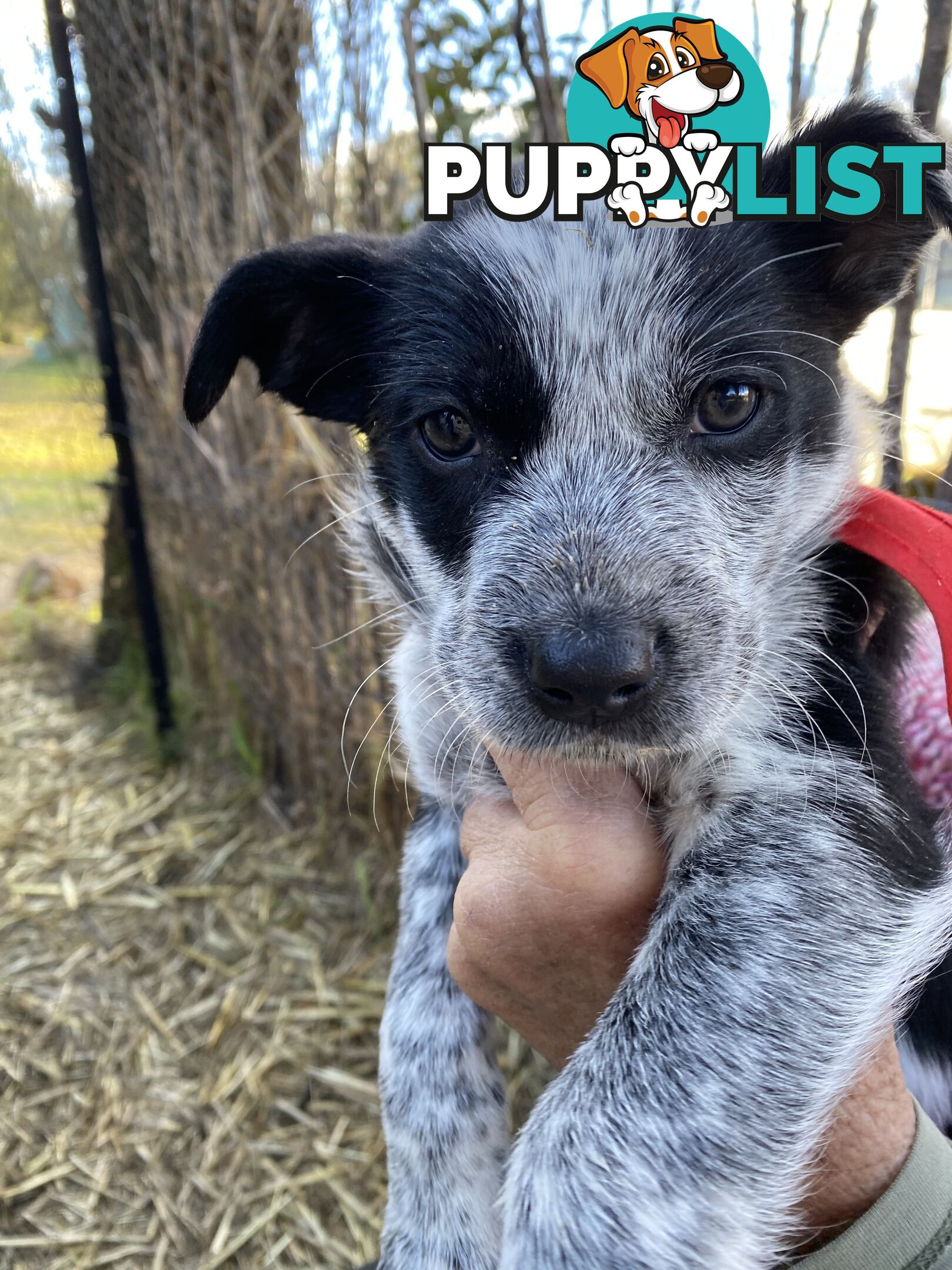 Border Collie x Blue Heeler x Kelpie Puppies