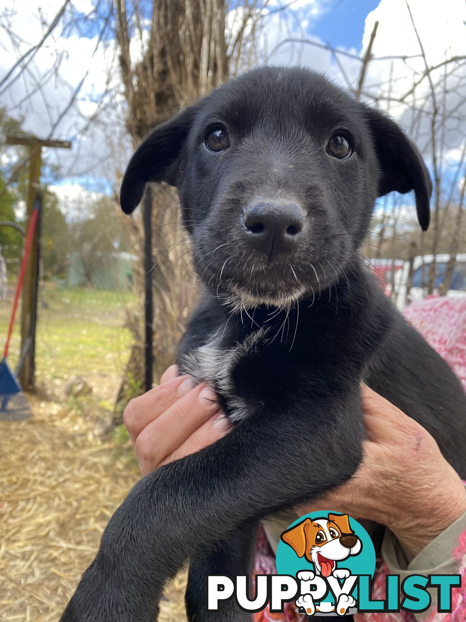 Border Collie x Blue Heeler x Kelpie Puppies