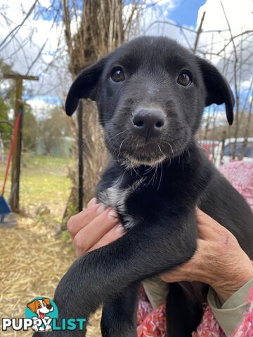 Border Collie x Blue Heeler x Kelpie Puppies