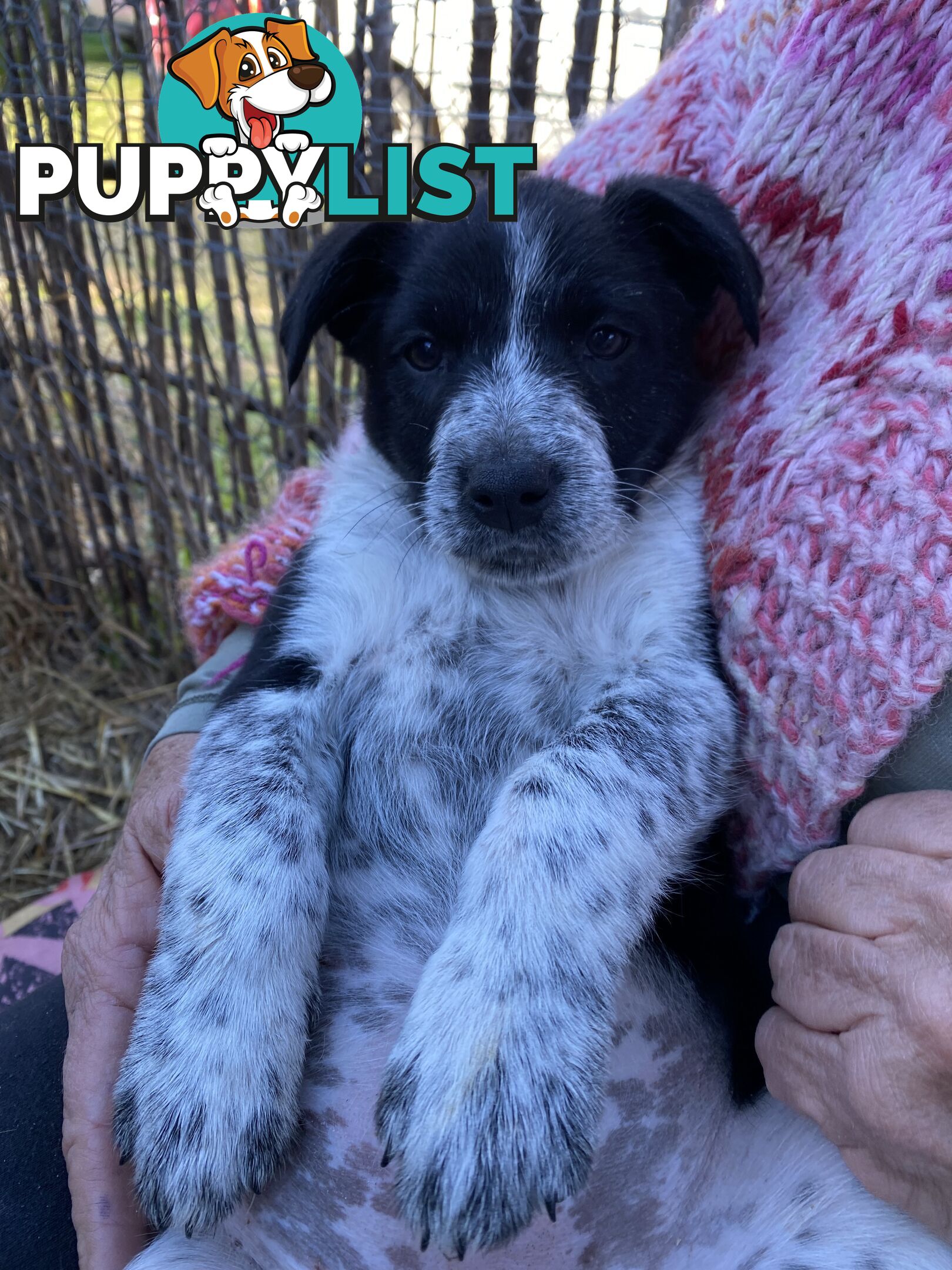 Border Collie x Blue Heeler x Kelpie Puppies