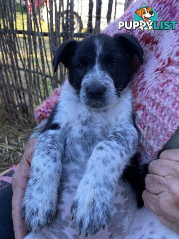 Border Collie x Blue Heeler x Kelpie Puppies