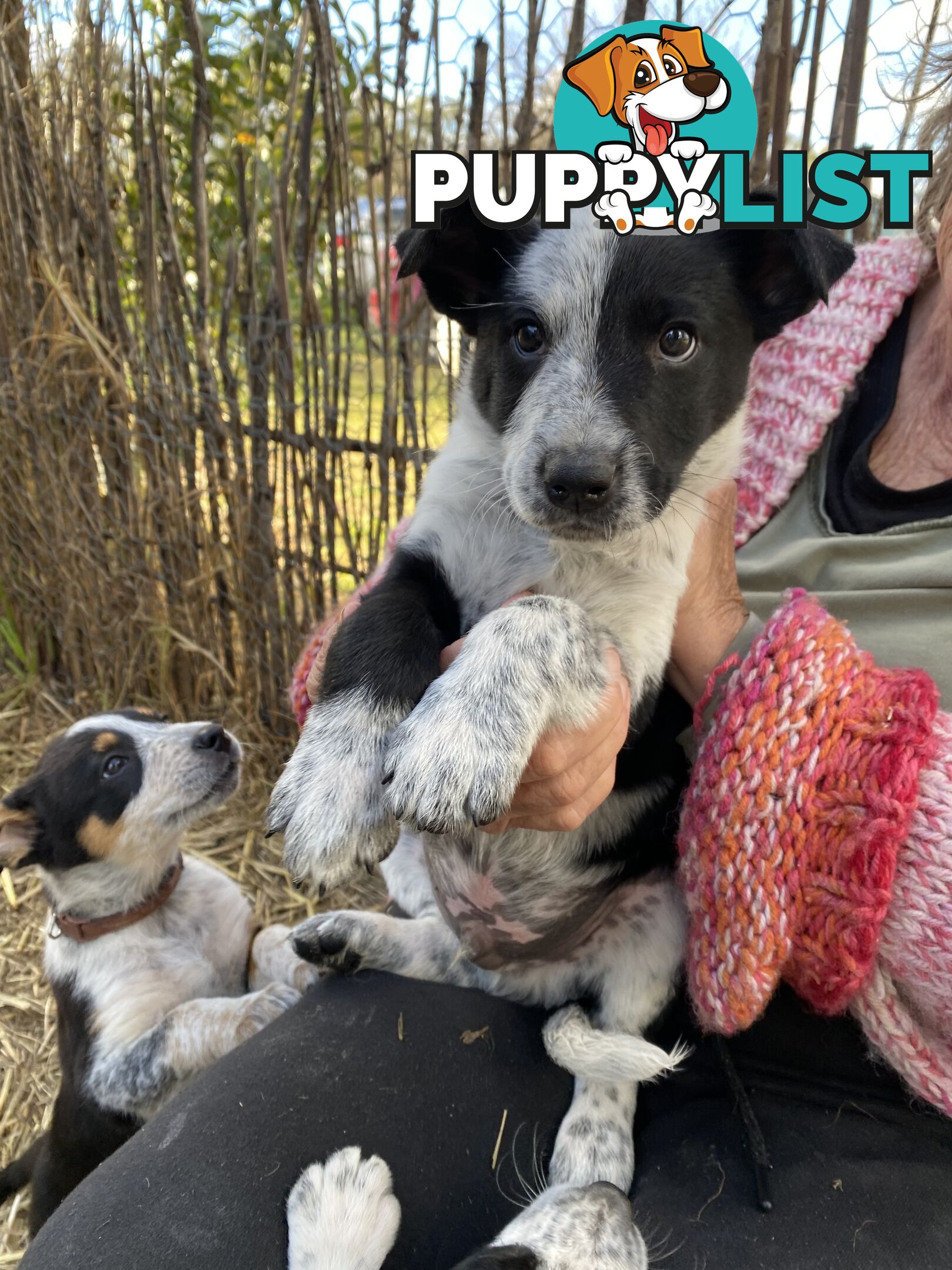 Border Collie x Blue Heeler x Kelpie Puppies